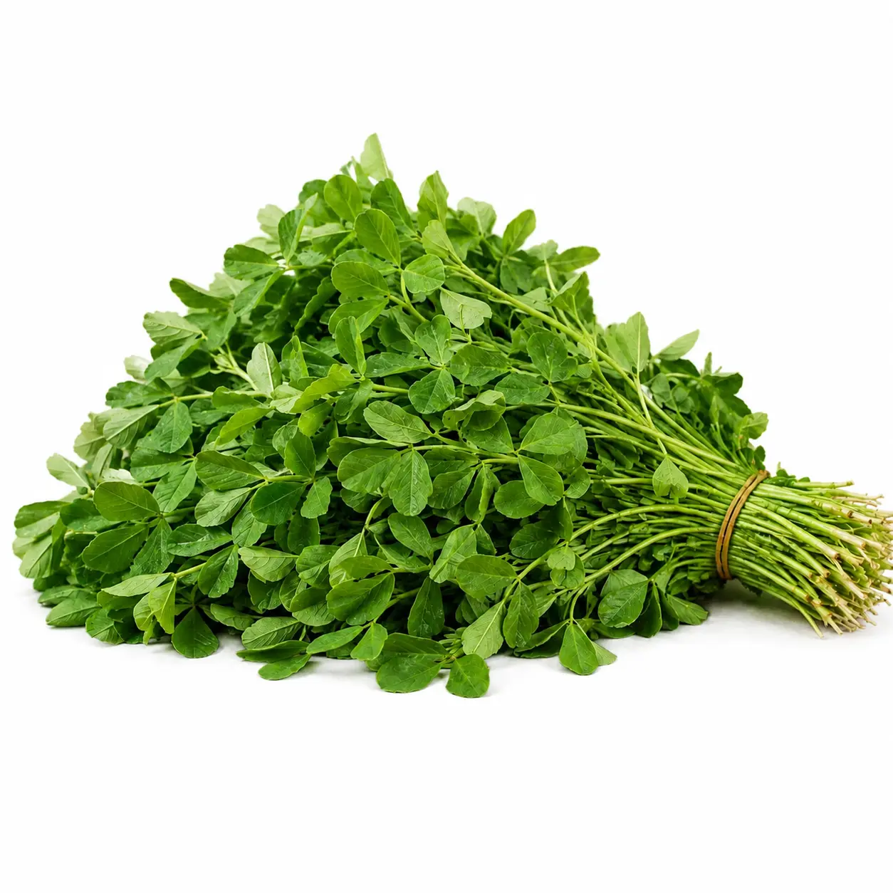 Fenugreek (میتھی)