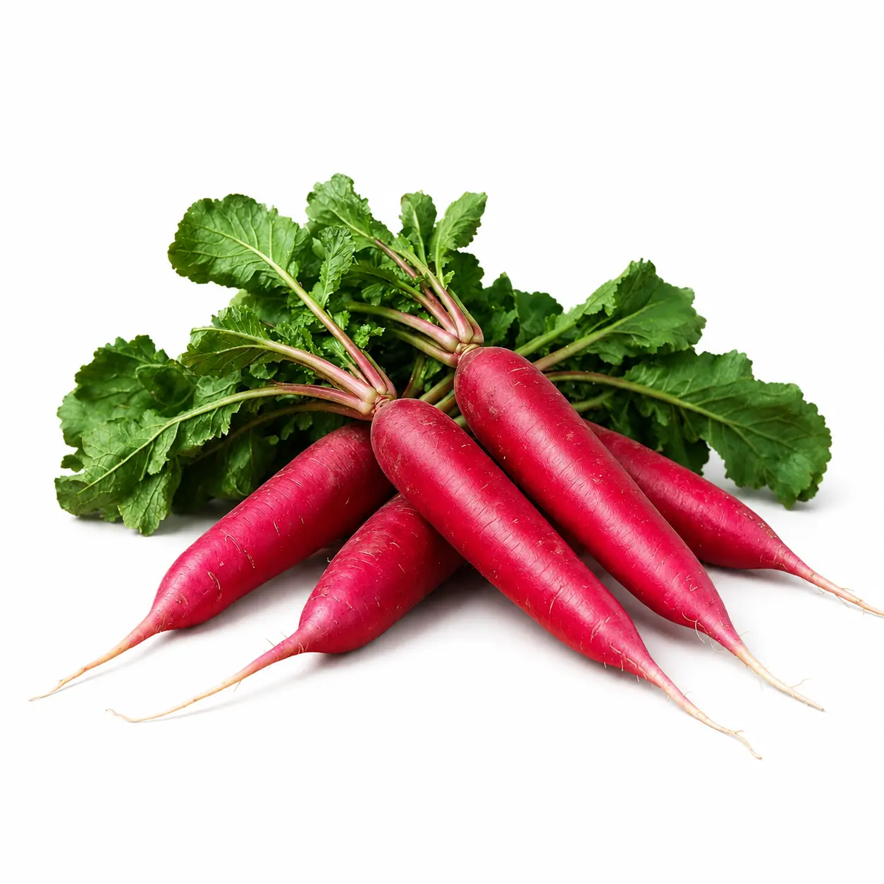 Red Radish (لال مولی)