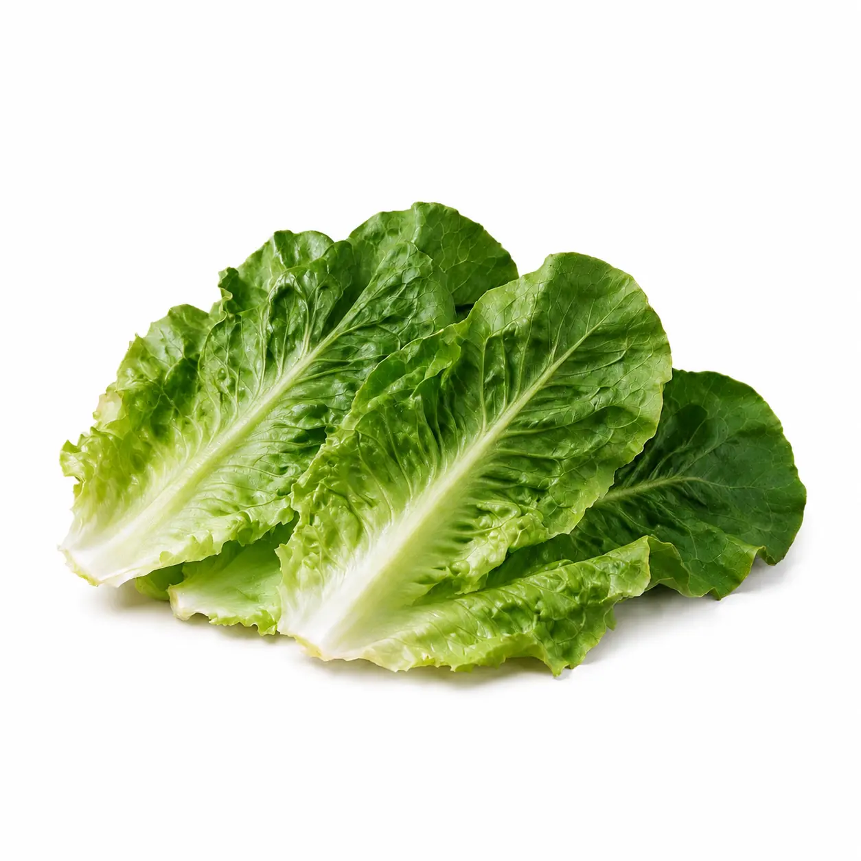 Lettuce Leaves (سلاد پتہ)