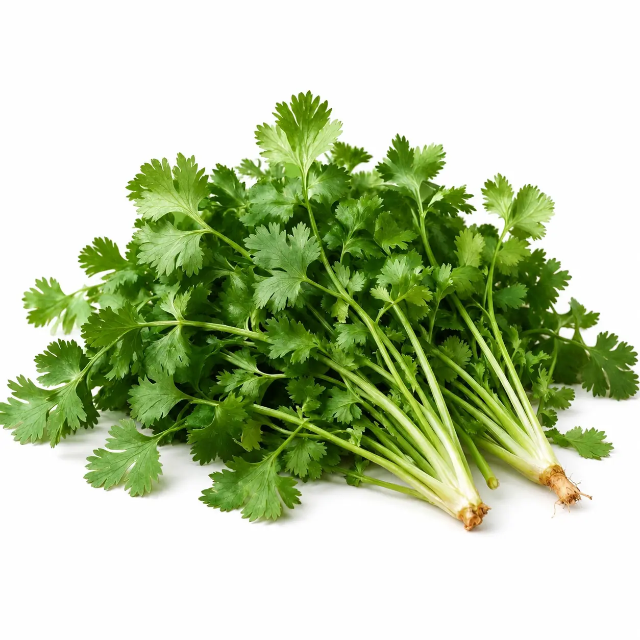 Coriander (ہرا دہنیہ)