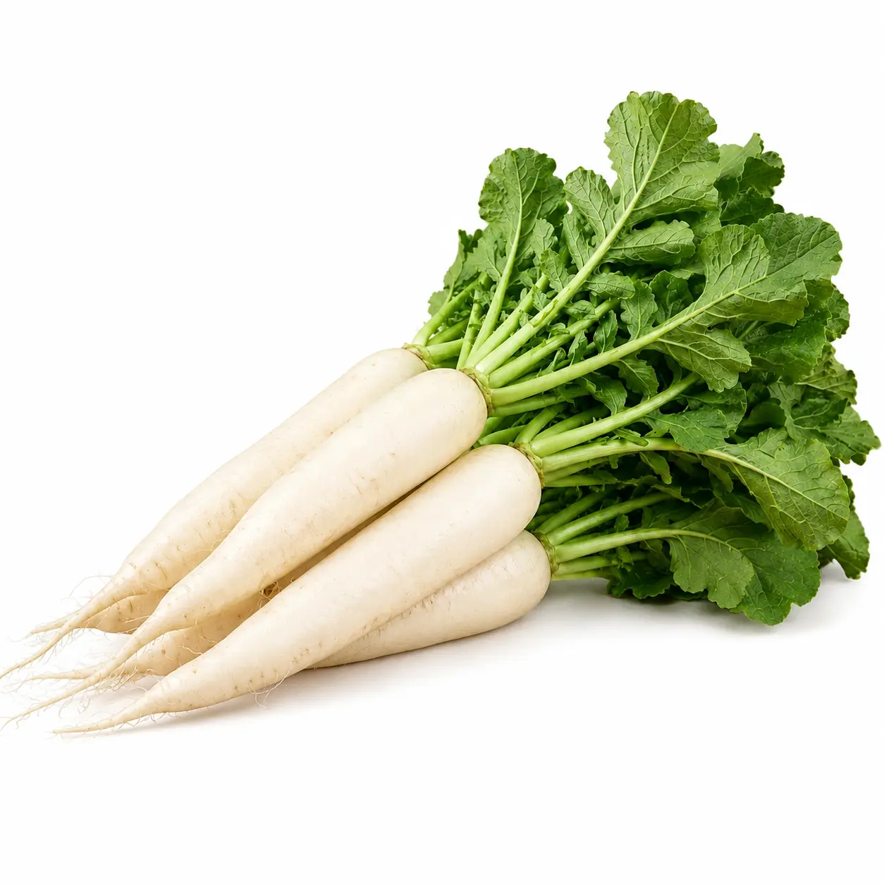Radish (مولی)