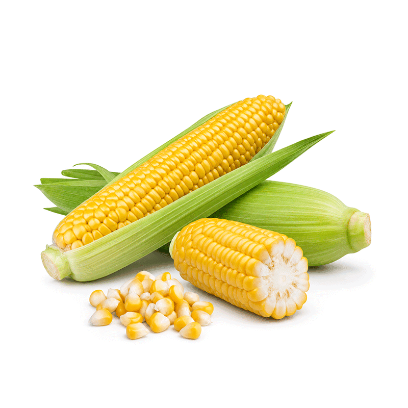 Corn (سٹے)