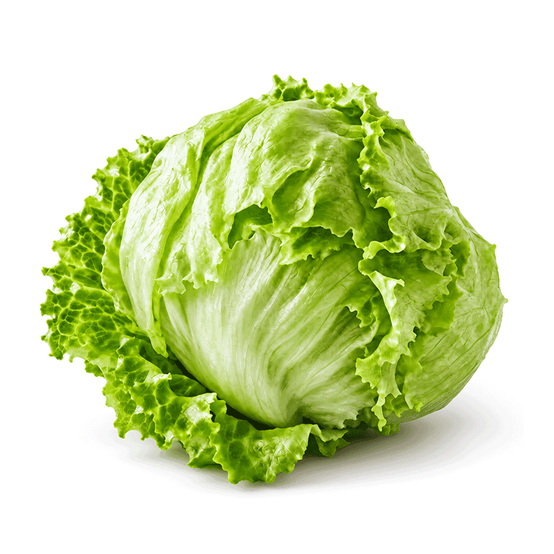 Iceberg Lettuce (آئس برگ)